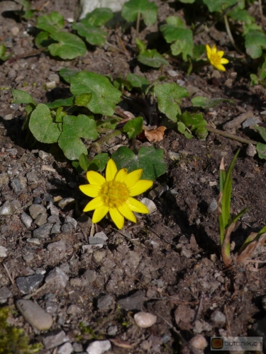 Ranunculus ficaria -- Scharbockskraut 